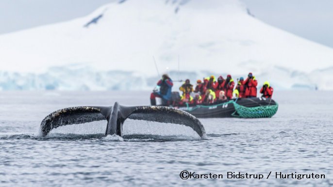 クジラ/南極旅行