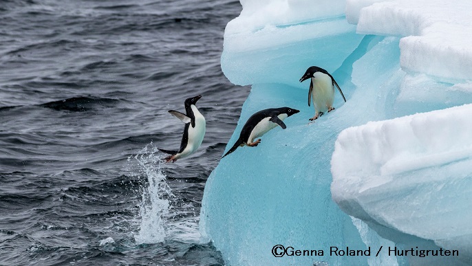 アデリーペンギン/南極旅行