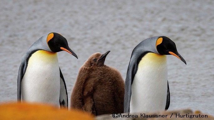 キングペンギンとヒナ/南極旅行