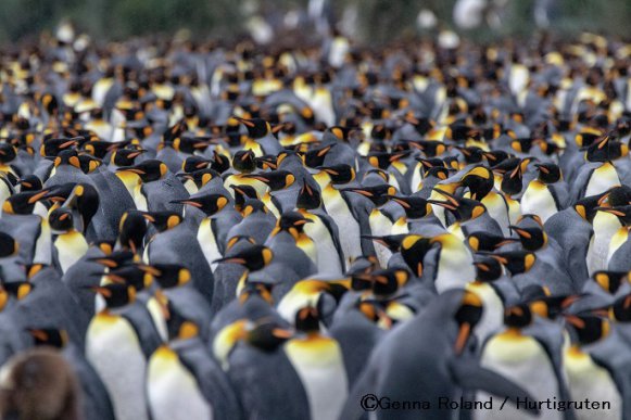 キングペンギン/南極旅行
