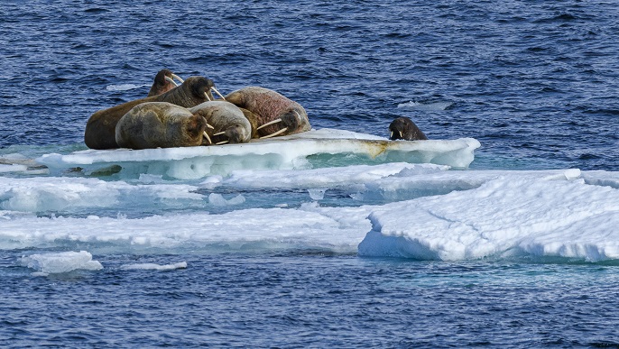 セイウチ/北極旅行