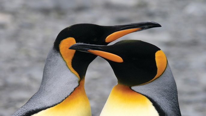 キングペンギン_南極旅行