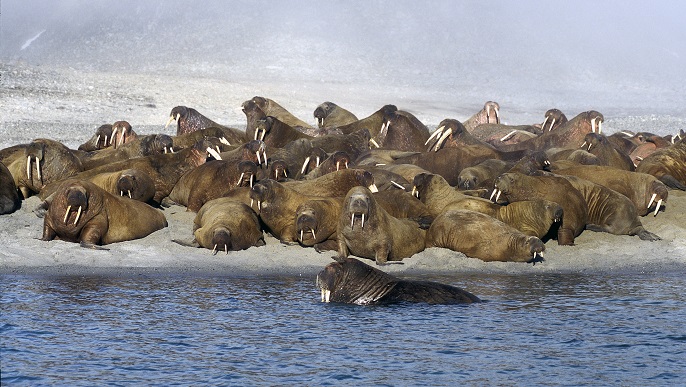 セイウチの群れ／北極観光