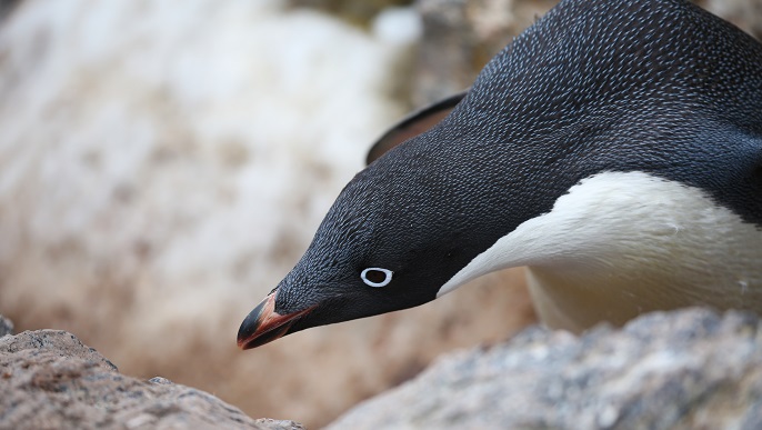 アデリーペンギン／南極旅行