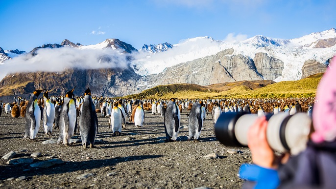 キングペンギン/南極旅行