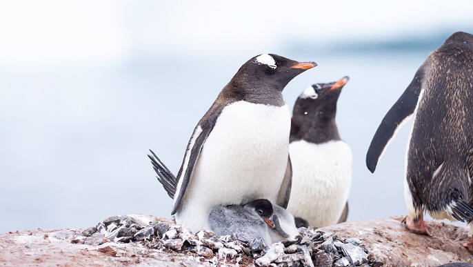 ゼンツーペンギン/南極旅行
