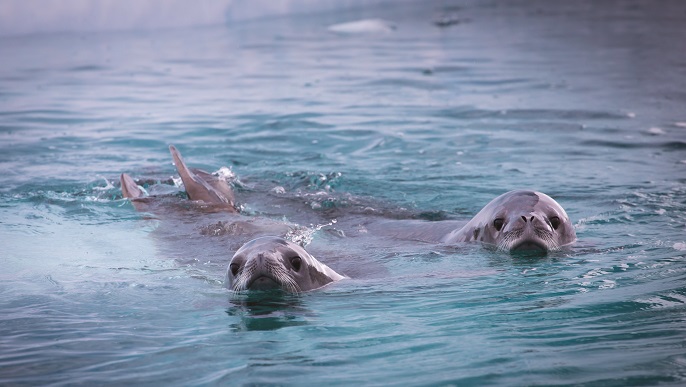 カニクイアザラシ/南極旅行