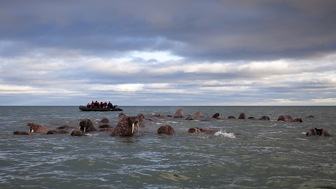 セイウチの群れ／北極観光