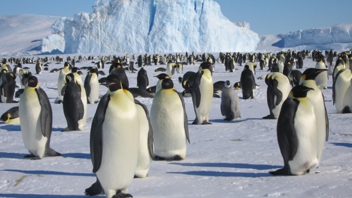 コウテイペンギンの営巣地_南極旅行