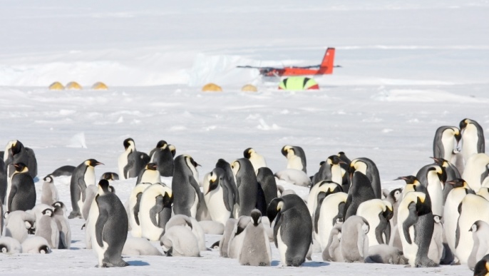 コウテイペンギンの営巣地_南極旅行