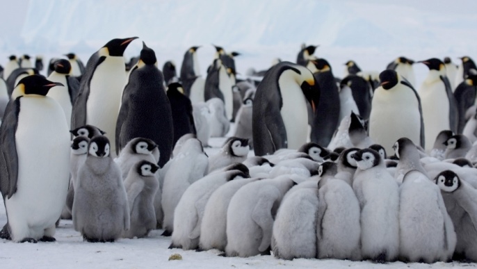 コウテイペンギンの営巣地_南極観光