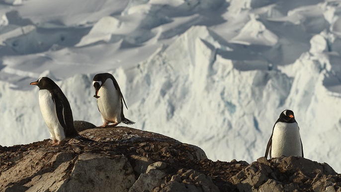 ゼンツーペンギン_南極旅行