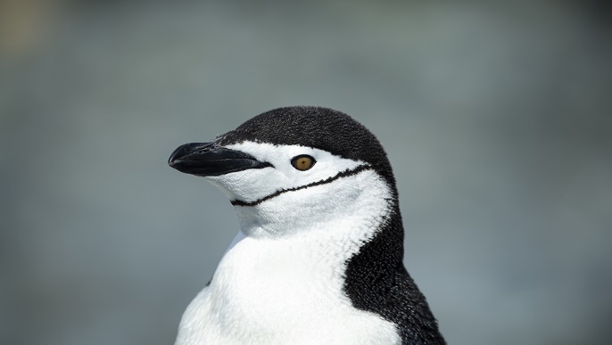 ヒゲペンギン_南極旅行