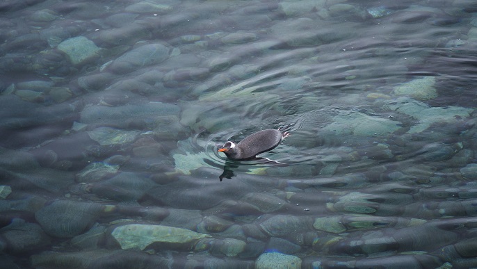 ゼンツーペンギン_南極旅行