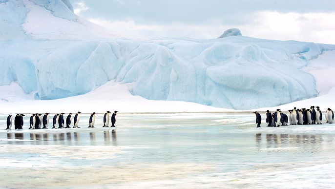 コウテイペンギン／南極観光