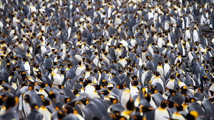 キングペンギン_南極クルーズ