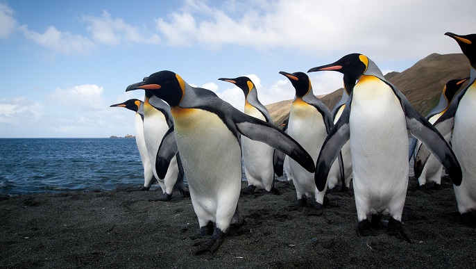 キングペンギン_南極クルーズ