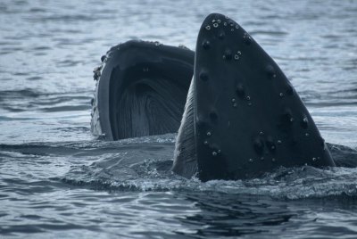 ザトウクジラ