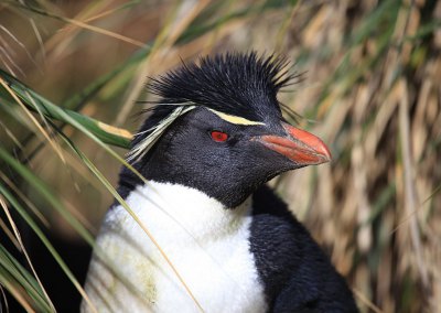 イワトビペンギン