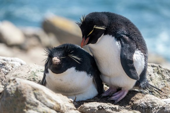 イワトビペンギン_南極クルーズ