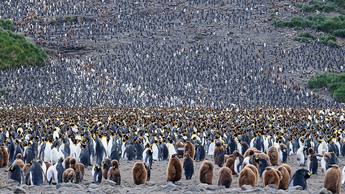 キングペンギン営巣地