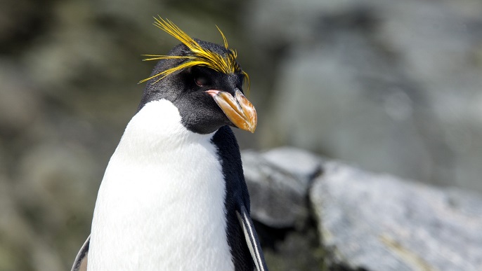 マカロニペンギン