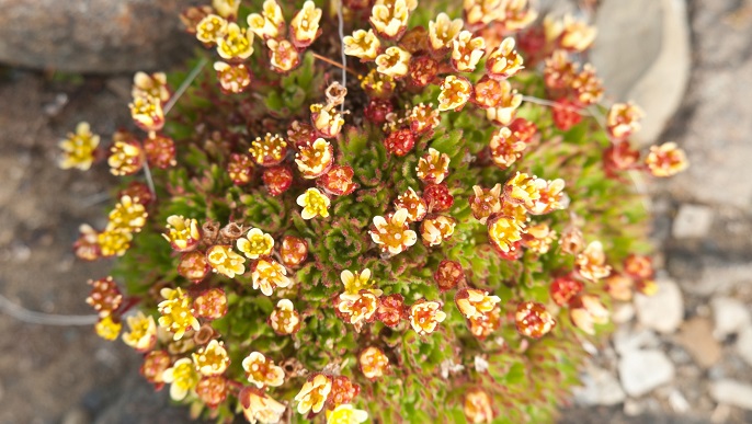 スピッツベルゲンの花