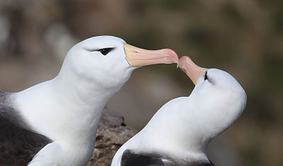 マユグロアホウドリ
