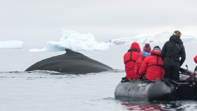 ザトウクジラ／南極旅行