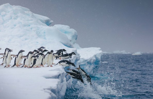 アデリーペンギン_南極旅行
