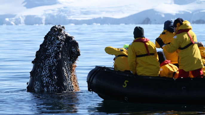 ザトウクジラ_南極旅行