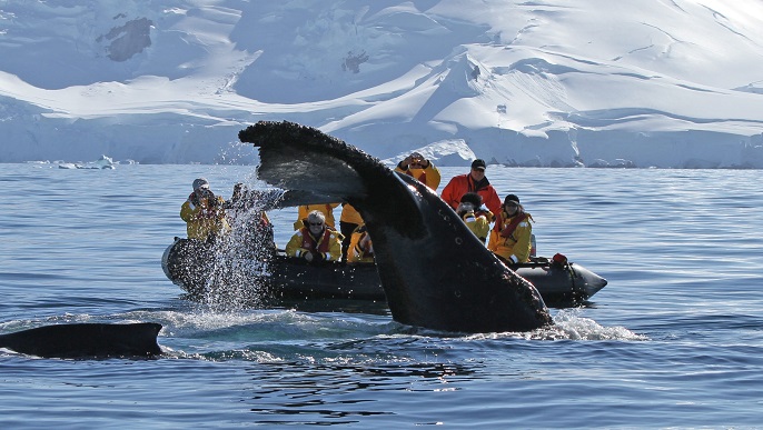 ザトウクジラ_南極旅行
