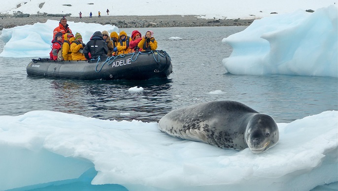 ヒョウアザラシ_南極旅行