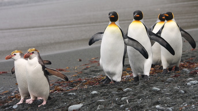キングペンギンとロイヤルペンギン_南極クルーズ