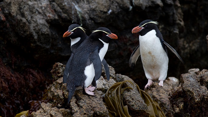ハシブトペンギン_亜南極の島々