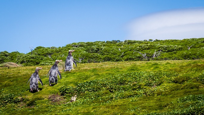 キンメペンギン_亜南極の島々クルーズ