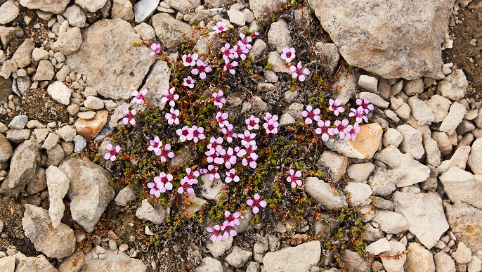 スピッツベルゲンの花_北極旅行