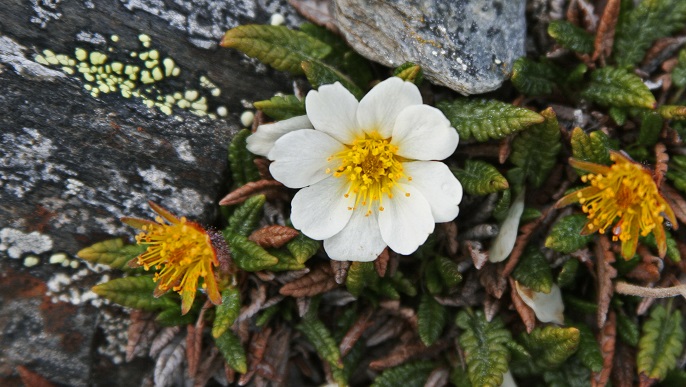 スピッツベルゲンの花々_北極旅行