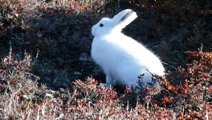 ホッキョクウサギ_北極旅行