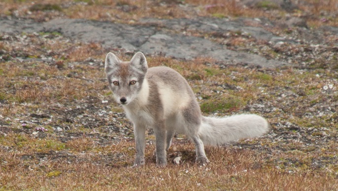 ホッキョクギツネ_北極旅行