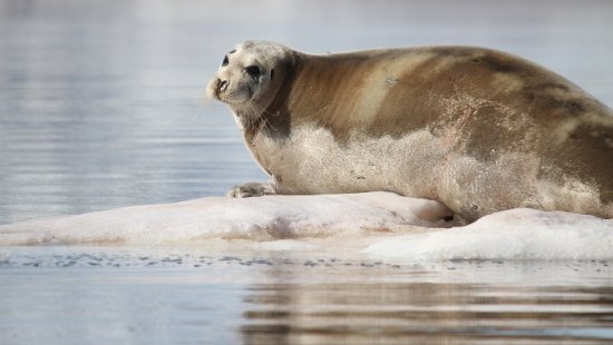 アゴヒゲアザラシ_北極旅行