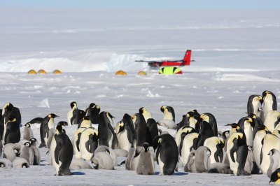 コウテイペンギン営巣地