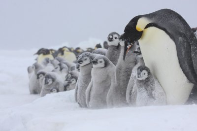 コウテイペンギン　子育て