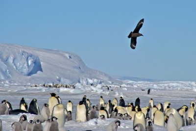 コウテイペンギン