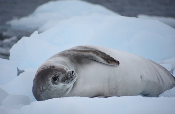 カニクイアザラシ_南極旅行