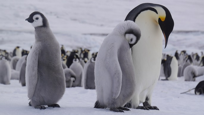 コウテイペンギン_南極旅行