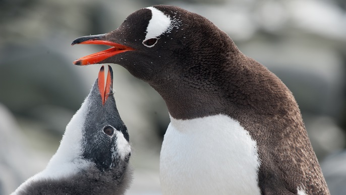 ゼンツーペンギン_南極旅行