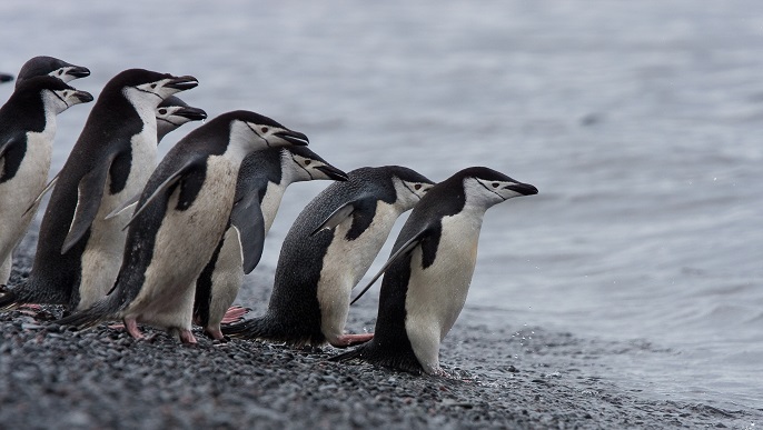 ヒゲペンギン_南極旅行