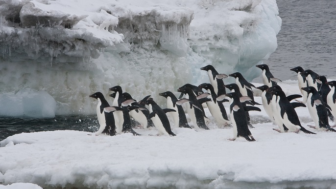 アデリーペンギン_南極旅行