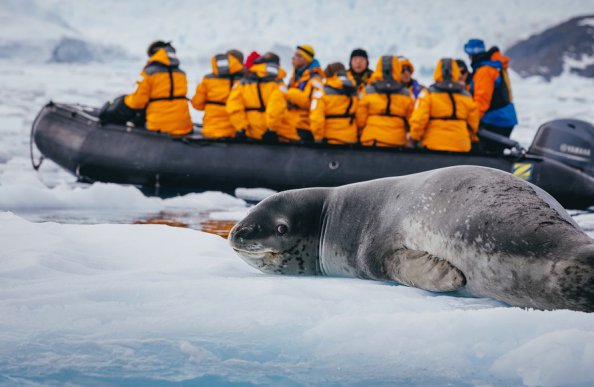 ヒョウアザラシ_南極旅行